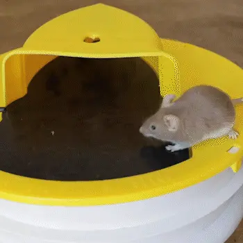Mousetrap – Pasca na myši a potkany 02